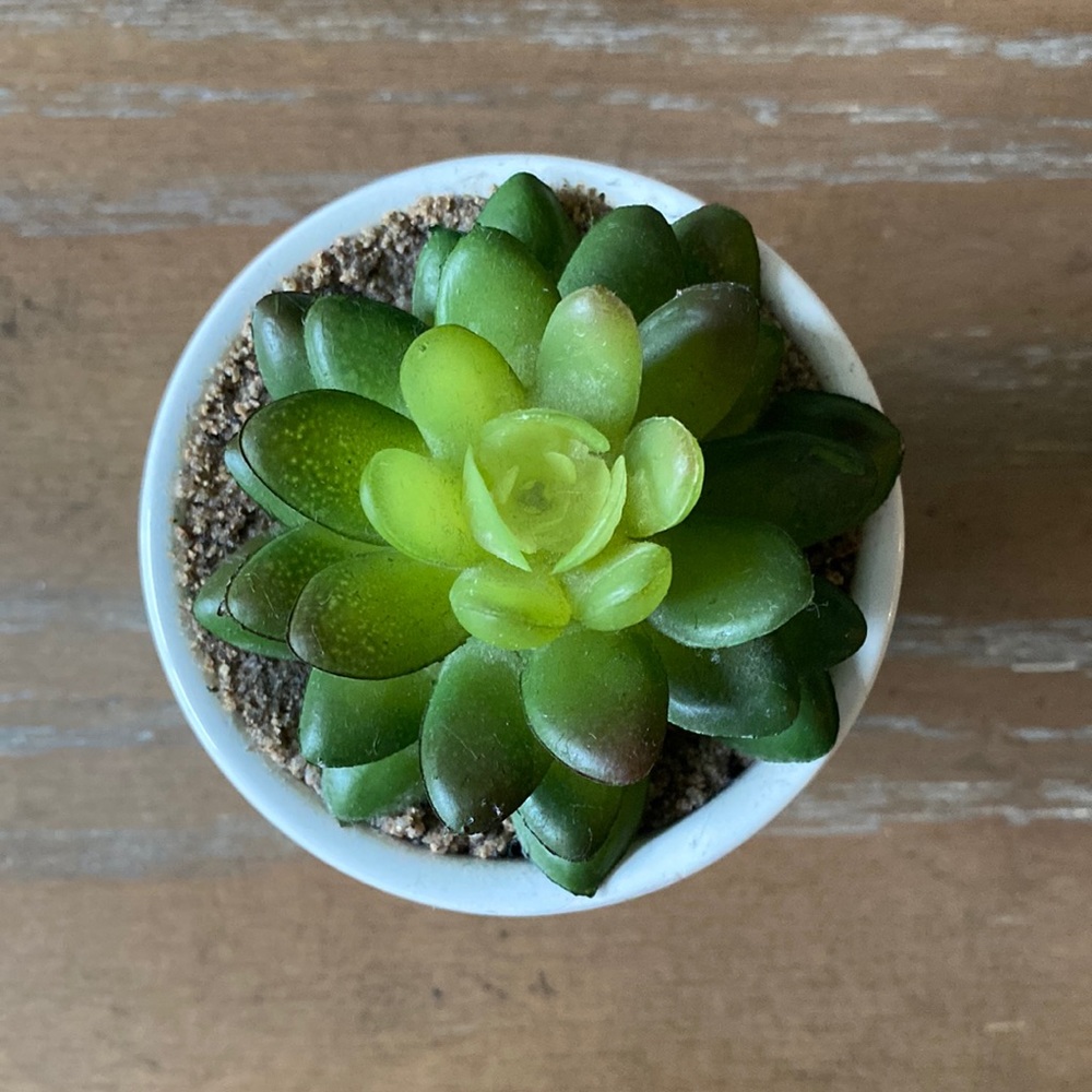 Fake Green Succulent Plant